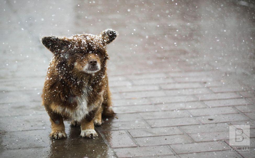 Погіршення погоди на Чернігівщині: мокрий сніг, дощ і ожеледиця