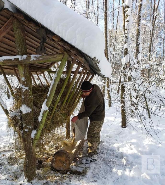 Лісівники Чернігівщини та Сумщини розпочали зимову підгодівлю тварин. ФОТО