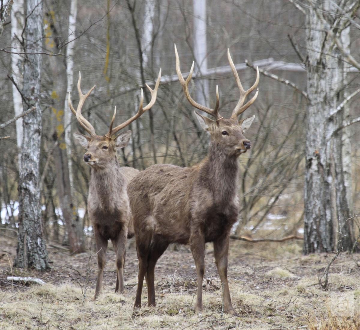 Побільшало хижаків: у прикордонних лісах Чернігівщини триває зимовий облік диких тварин