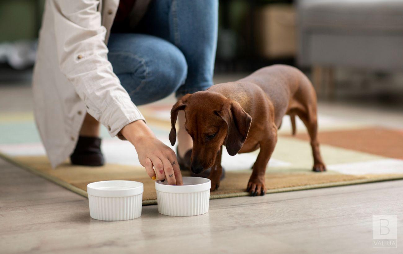 Інгредієнти в складі вологого корму для собак: що потрібно знати власникам?