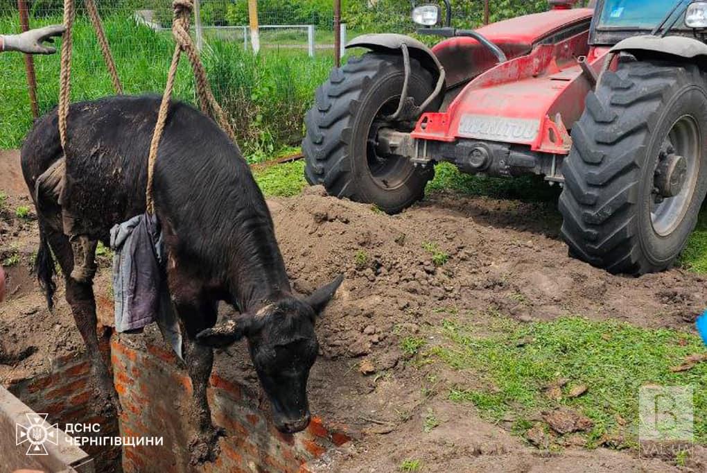 На Прилуччині рятувальники дістали корову з глибокої ями. ФОТО