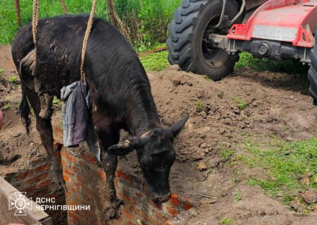 На Прилуччині рятувальники дістали корову з глибокої ями. ФОТО