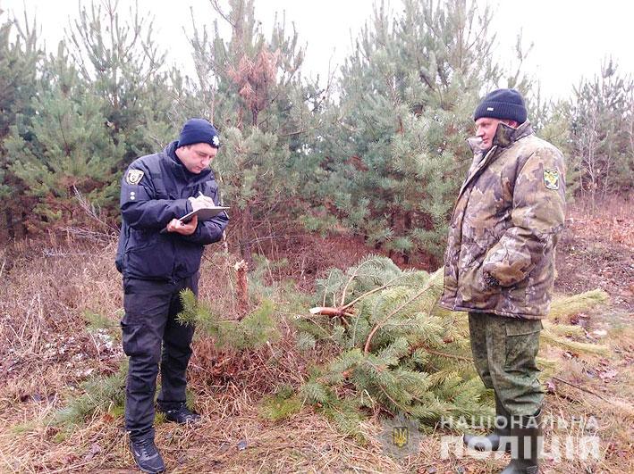У лісництві на Чернігівщині незаконно зрубали майже 200 сосен