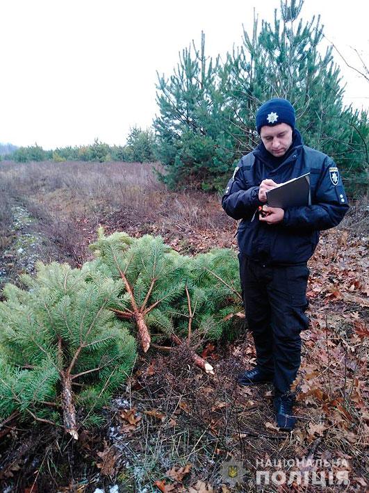 У лісництві на Чернігівщині незаконно зрубали майже 200 сосен