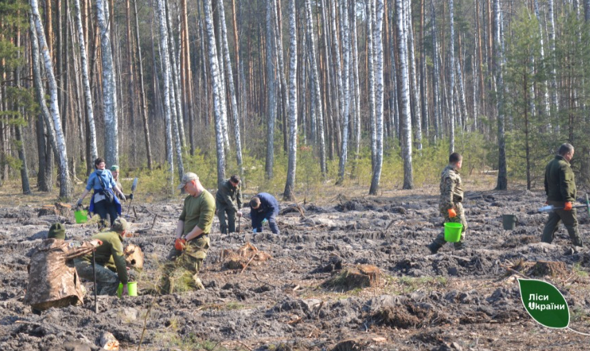 В одній з громад Чернігівського району висадили майже півтора гектара лісу. ФОТО