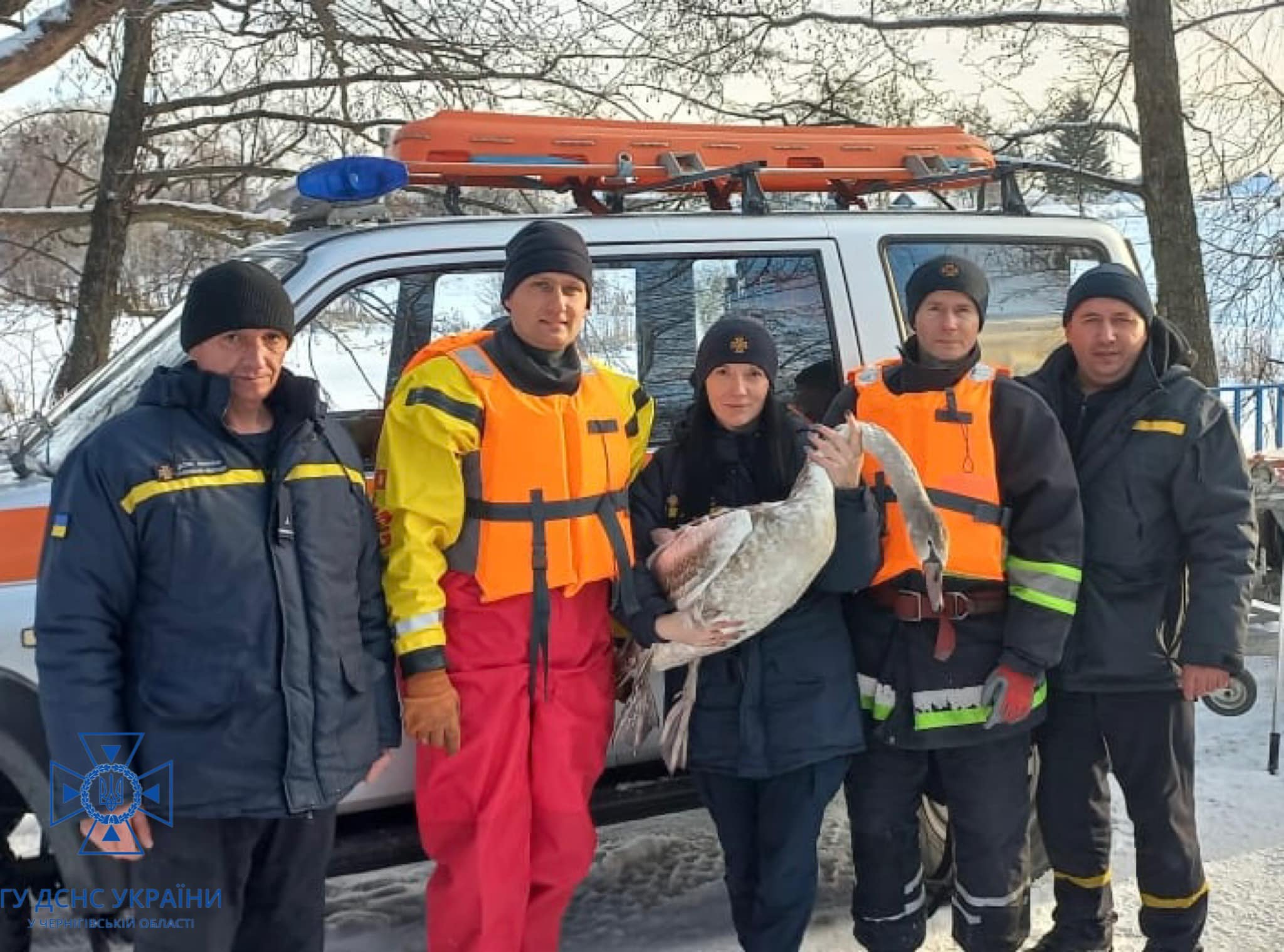 У Чернігові врятували двох лебедів з «крижаної пастки». ФОТОфакт