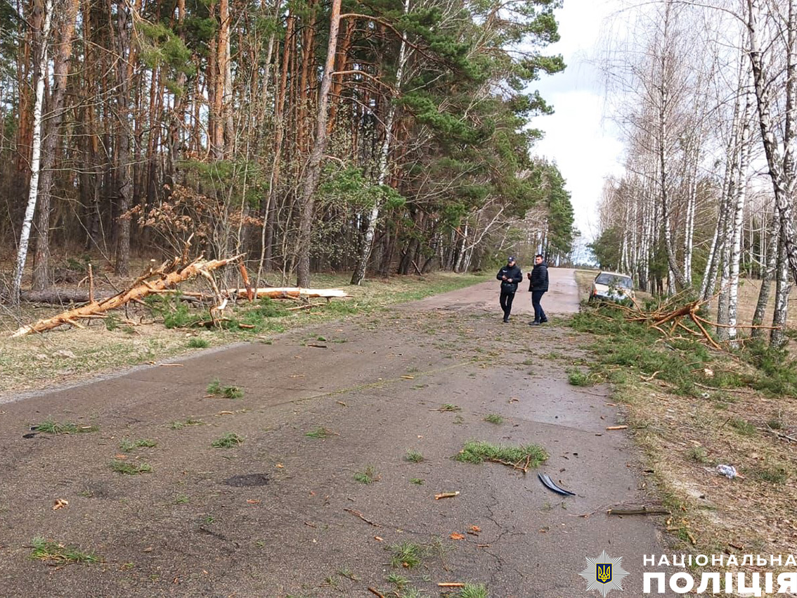 На Новгород-Сіверщині дерево впало на автівку з людьми: двоє загинули, двоє зазнали травм. ФОТО