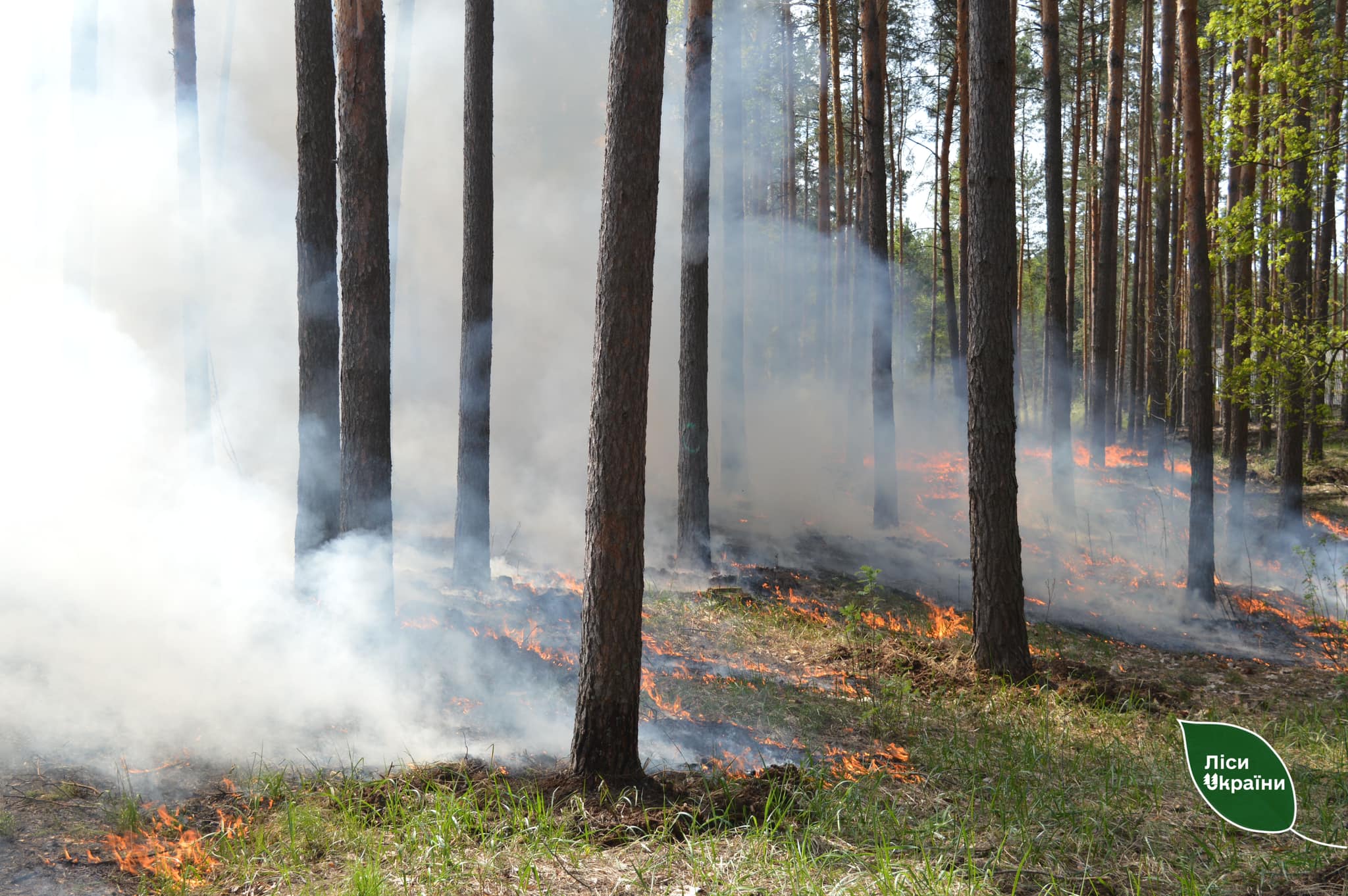 На Чернігівщині провели найбільший в Україні контрольований відпал лісової підстилки