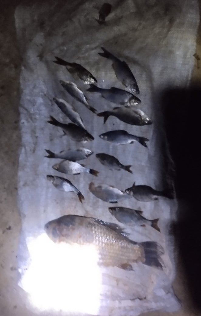 На Чернігівщині, під час нересту, браконьєри завдали збитків рибному господарству на понад 64 тисячі гривень