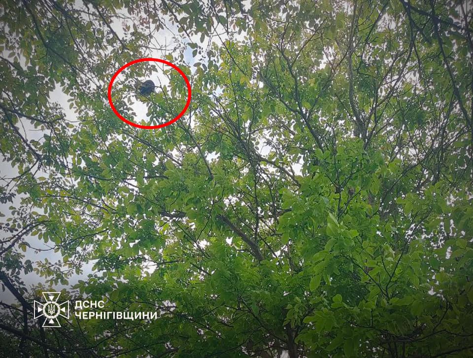 На Чернігівщині надзвичайники врятували кота, який застряг на високому дереві. ФОТО