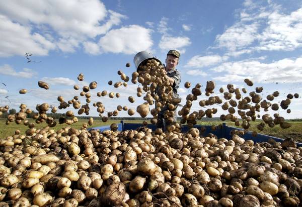 Картопляний рай: на Чернігівщині рекордна урожайність бульби
