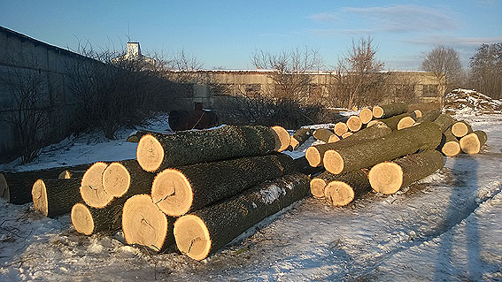 На Чернігівщині зловмисники знищили дубову лісосмугу