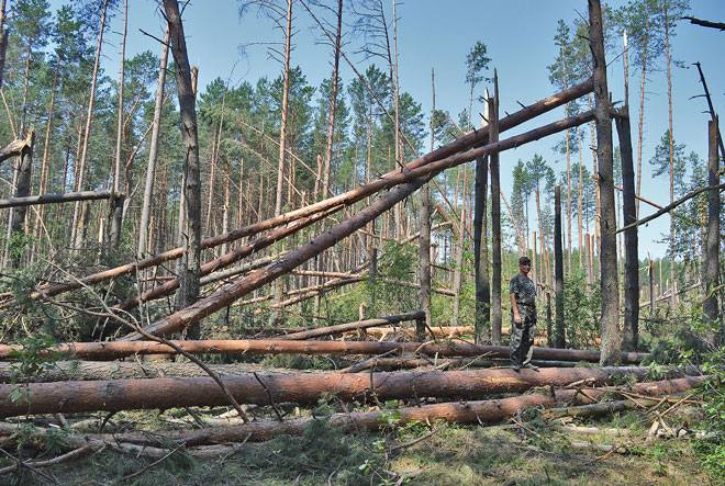 Ураган вывалил 17 гектаров леса на Черниговщине, часть населения до сих пор без света и связи