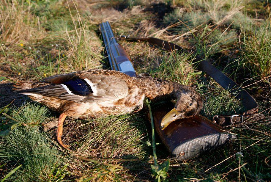 Сезон полювання на качок – відкрито: вчимося азам ремесла