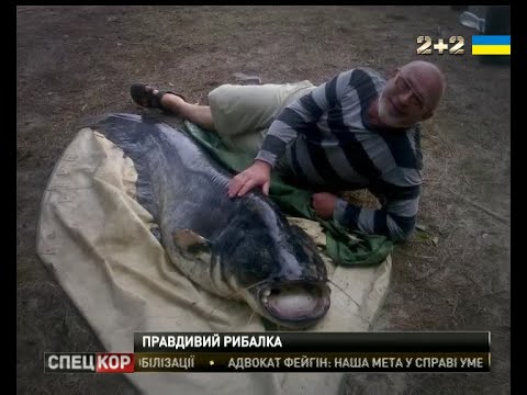 60-кілограмовий сом прославив чернігівського таксиста. Відео