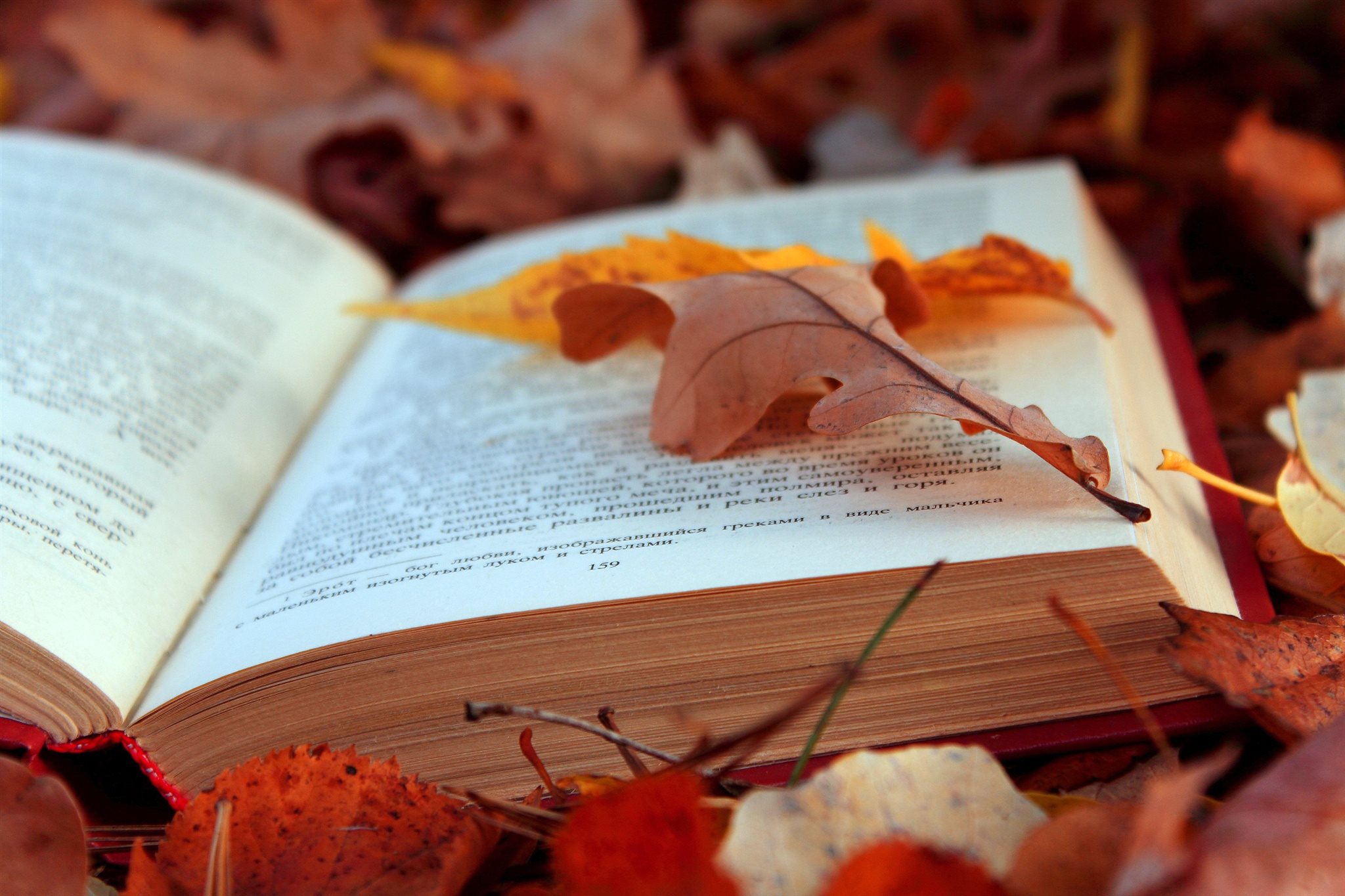 Допінг для душі та мозку: що почитати чернігівцям восени