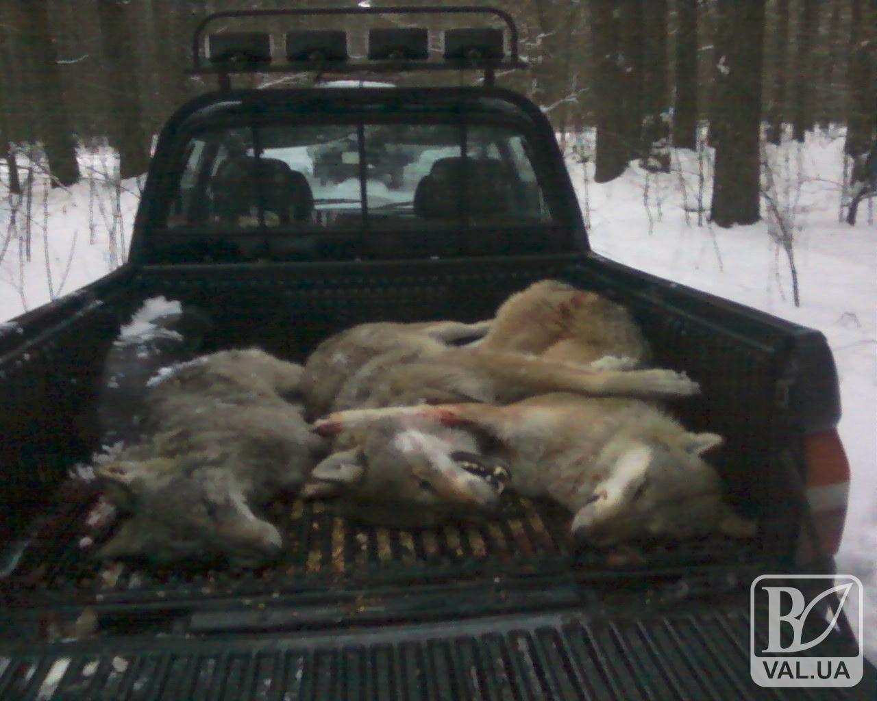 На Чернігівщині відстрілюють навалу вовків. ФОТО