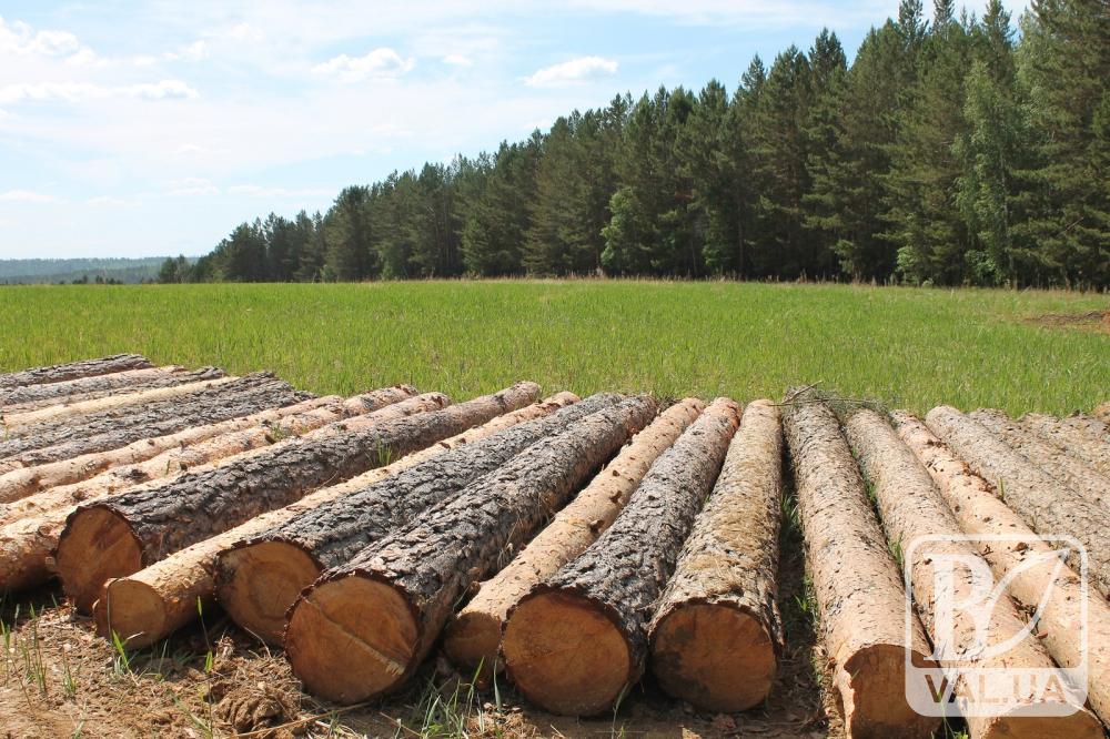 На Черниговщине работнику лесничества за порубку почти 400 деревьев сообщено о подозрении