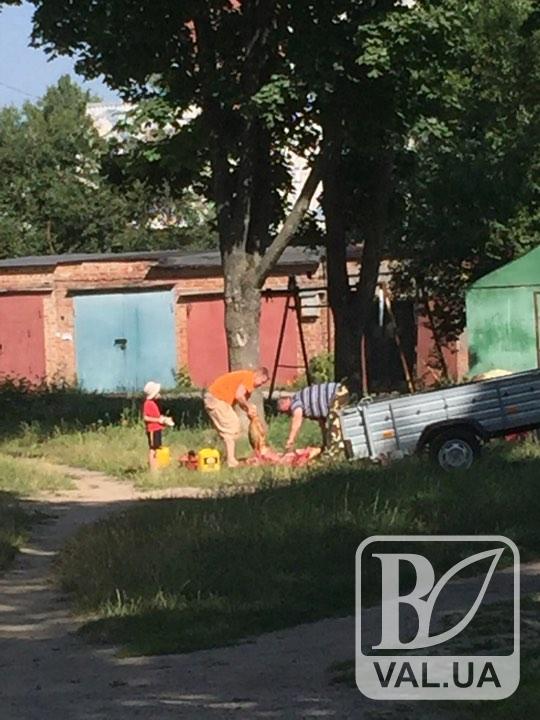 В центрі Чернігова біля дитячого майданчика закололи свиню. ФОТОфакт 