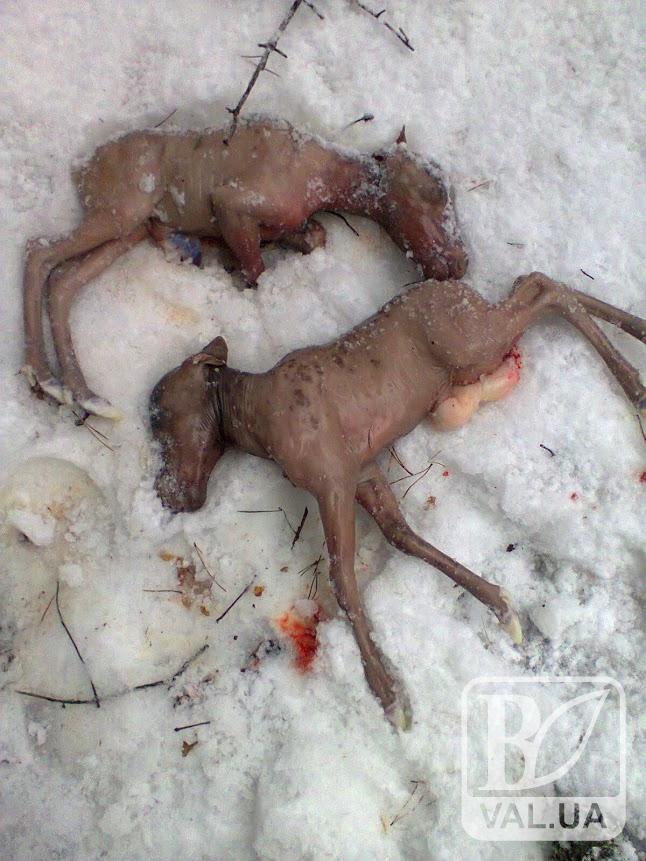 В Городнянському районі браконьєри вбили вагітну самку лося 