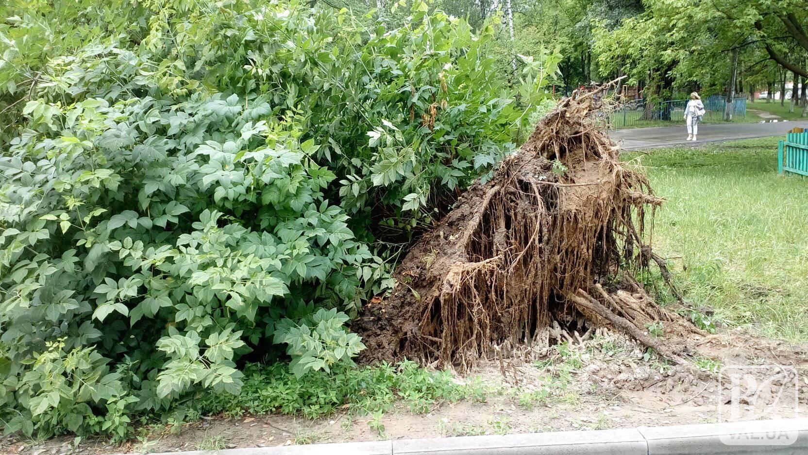 На «Льотці» негода вирвала дерево з коренем. ФОТО