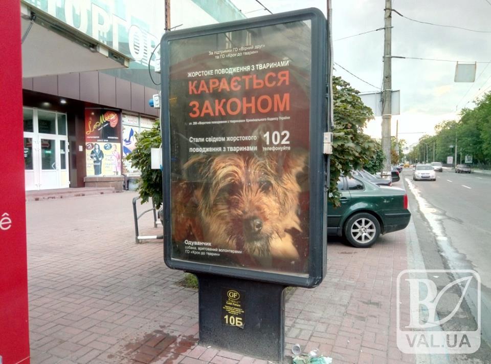 На вулицях Чернігова з'явилися сітілайти на захист тварин
