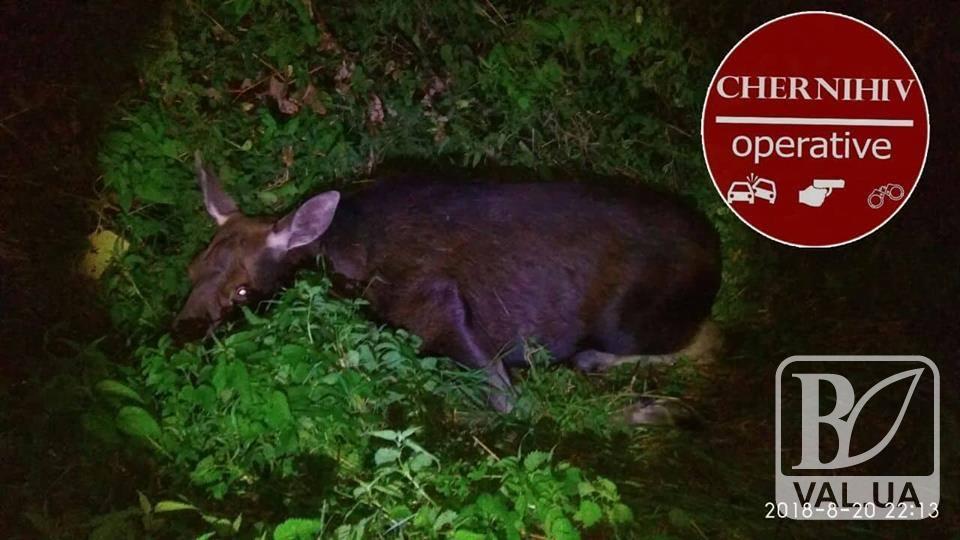 Жертва нічної дороги: біля Красного “фольксваген” збив лося. ФОТО