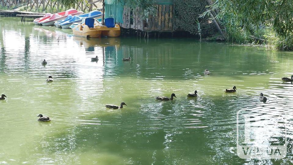 Пташиний рай: у Чернігові водойми заполонили качки. ВІДЕО