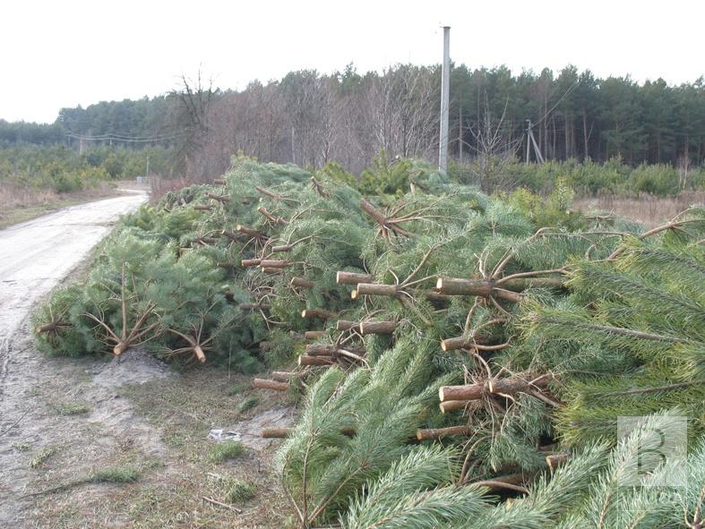 На Чернігівщині лісники збирались торгувати незаконно вирубаними соснами