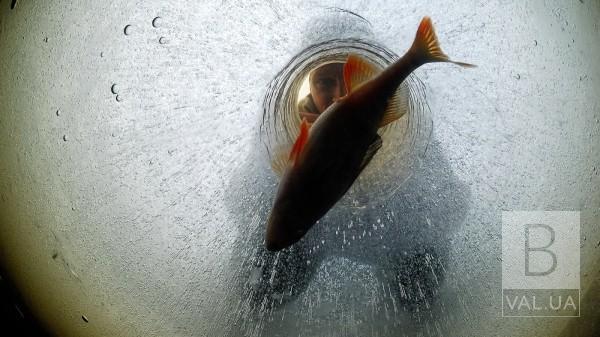 В водоемах Черниговщине критически снижается концентрация кислорода: есть риск замора рыбы