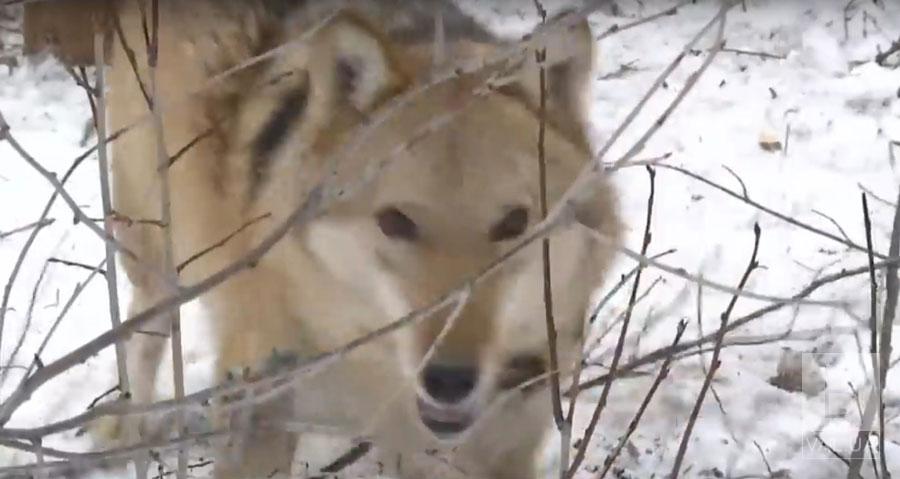 Вовк на ланцюгу: на Чернігівщині зоозахисники кинулися на порятунок дикого звіра ВІДЕО