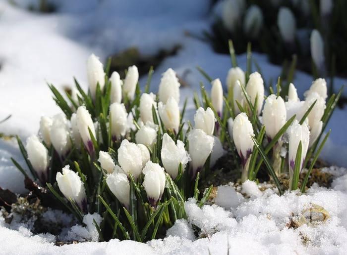 Когда зима с весной встречается: приметы и традиции Сретения Господня