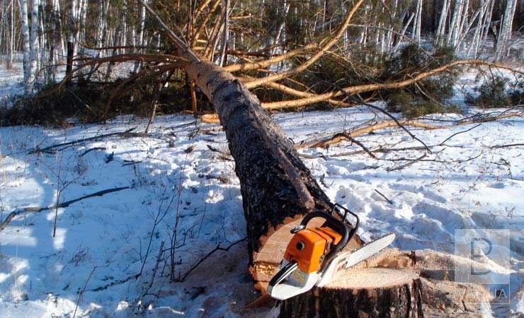 На Чернігівщині загинув лісоруб