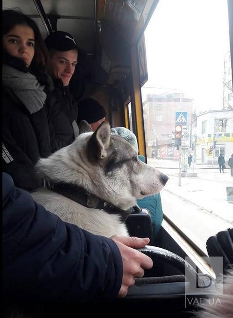 В Чернигове собака ищет хозяина, катаясь в маршрутке. ФОТО