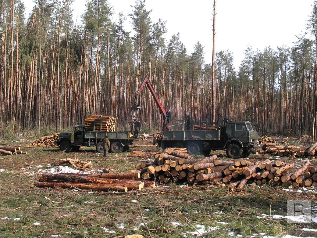 Лесопользователь  заплатит 60 тысяч гривен убытков, причиненных незаконной вырубкой деревьев