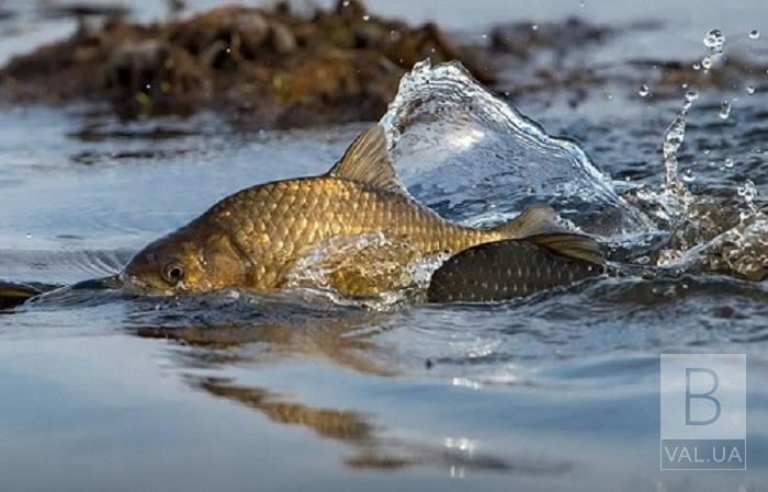 С сегодняшнего дня на территории Черниговщины начинается нерестовый запрет на вылов рыбы