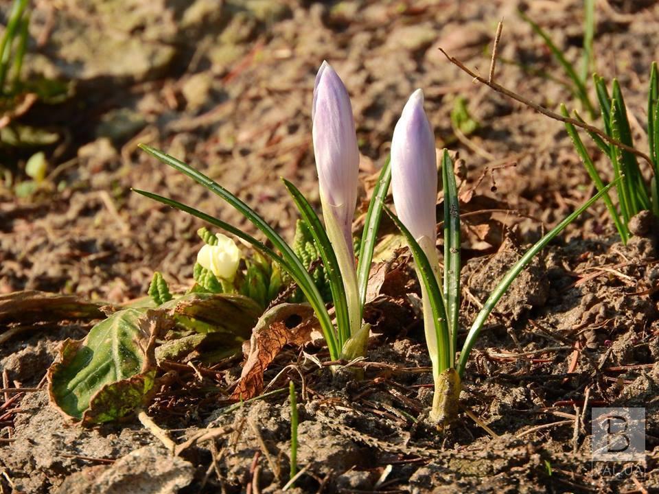 У Чернігові розквітли перші весняні квіти. ФОТО