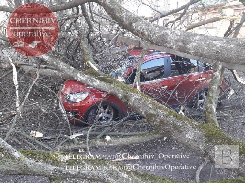 На Сережникова сломанное дерево привалило автомобиль. ФОТОфакт