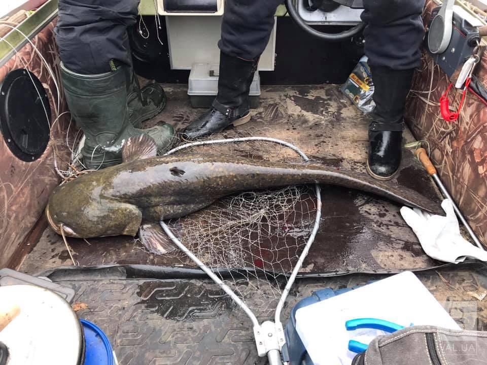Сом вагою 16.4 кг: на Чернігівщині рибалка похизувався трофеєм. ФОТОфакт