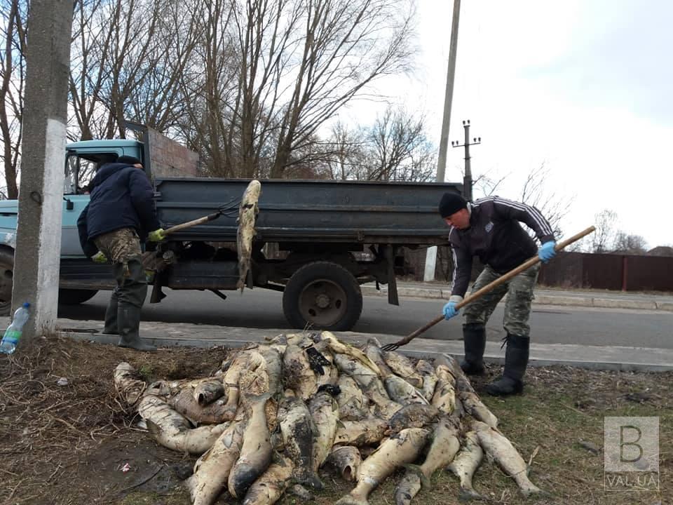 В Борзне неравнодушные чистили водоем от мертвой рыбы. ФОТО