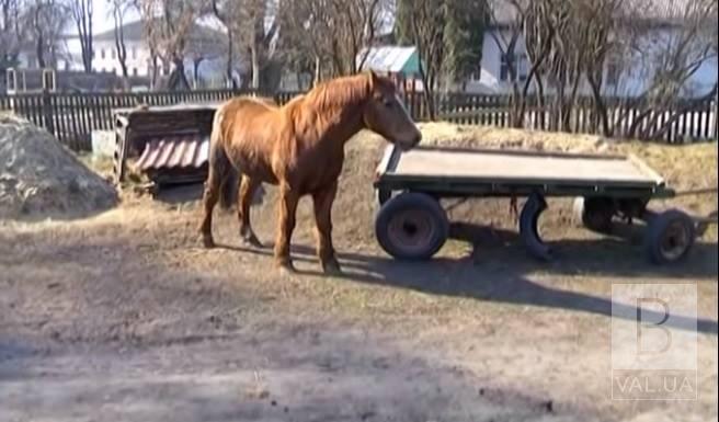 Коллектив детского сада в Новгороде-Северском ищет хозяина для лошади ВИДЕО