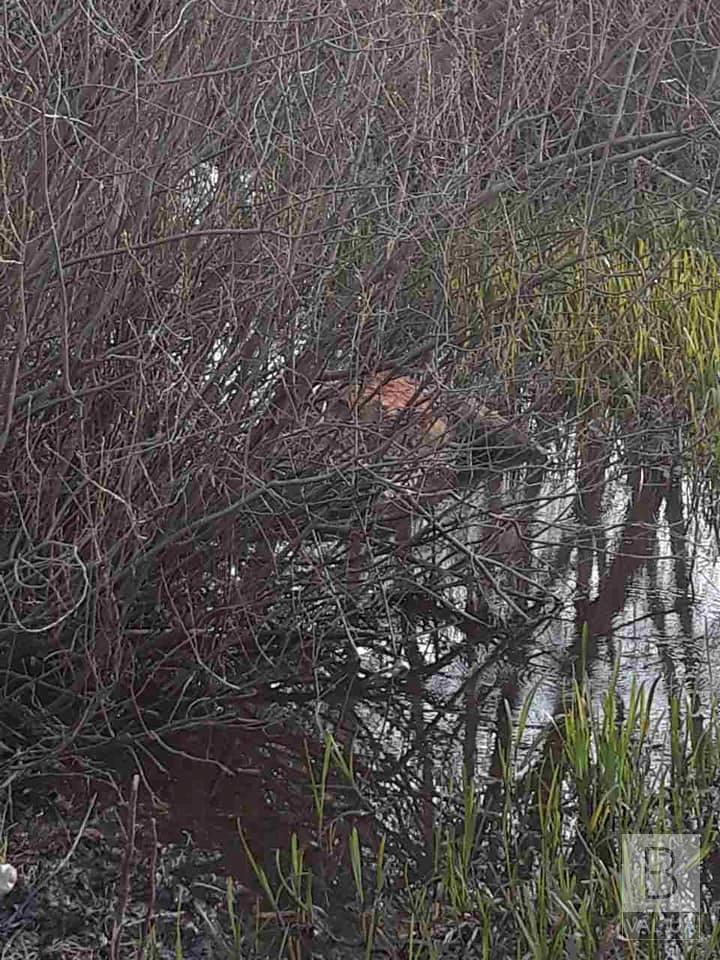 У Чернігові на Бобровиці у воді знайшли мертвого коня. ФОТОфакт