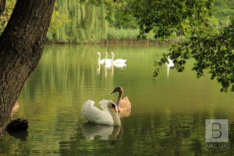 Парк на Чернігівщині потрапив в ТОП-7 мальовничих парків України, які варто відвідати цього літа. ФОТО