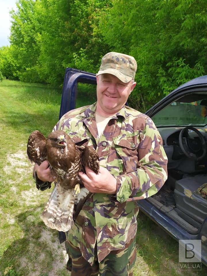 На Чернігівщині небайдужі врятували червонокнижного птаха з браконьєрської пастки. ФОТОфакт