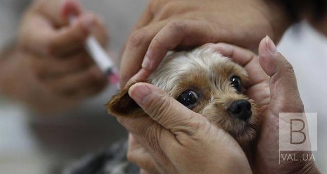 У Прилуках домашніх тварин безкоштовно вакцинуватимуть від сказу 