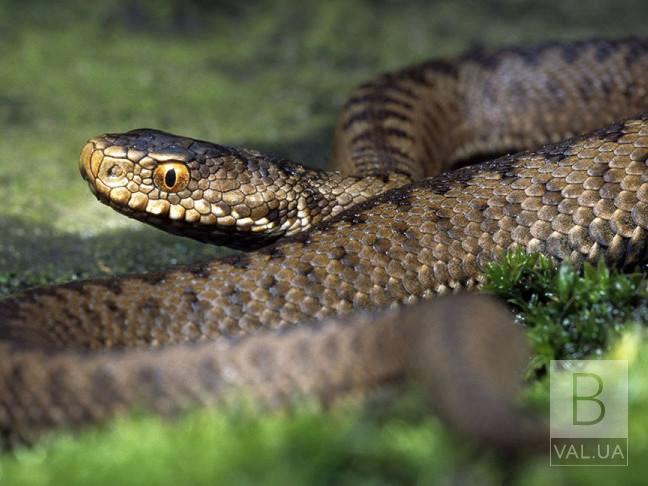 На Черниговщине 11-летнего ребенка укусила змея