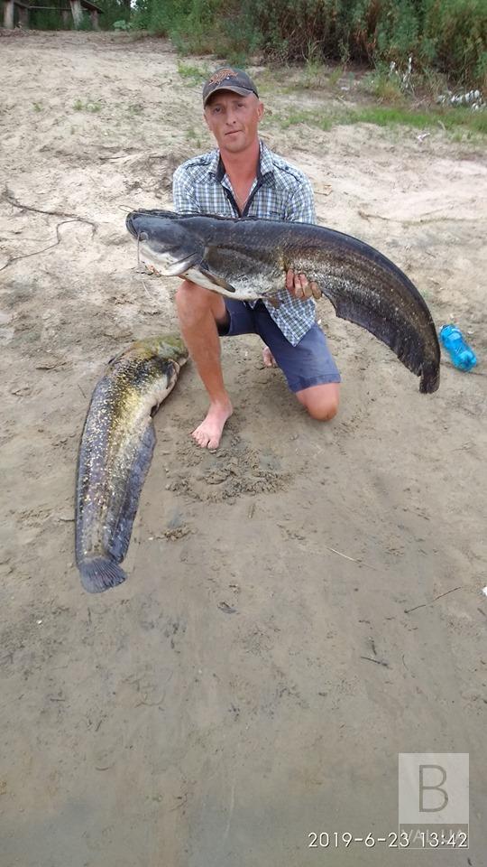 На Черниговщине в Днепре рыбаки поймали две гигантские рыбины. ФОТОфакт