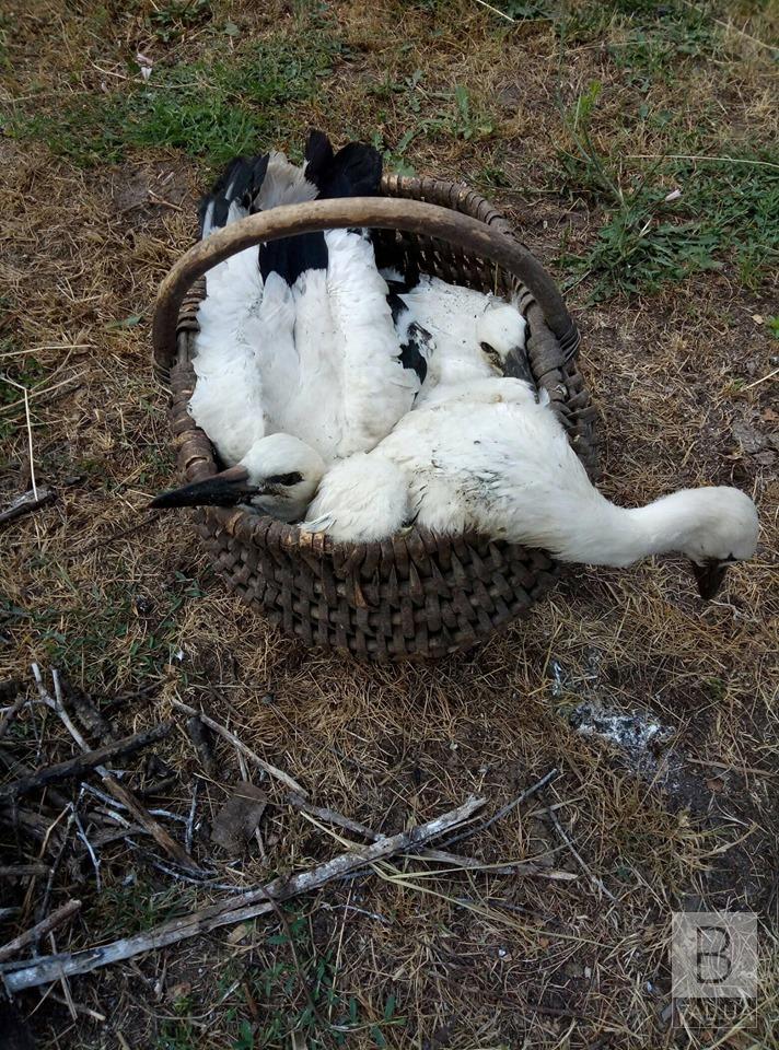 На Черниговщине женщина спасла трех аистят, которые упали вместе с гнездом. ФОТО