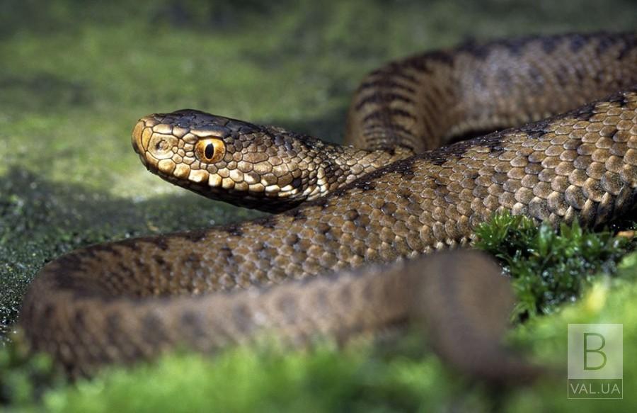 На Чернігівщині 55-річну жінку на городі вкусила змія