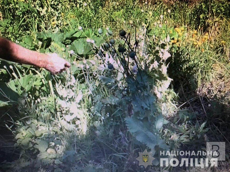 В Черниговском районе полиция уничтожила маковую плантацию. ФОТО